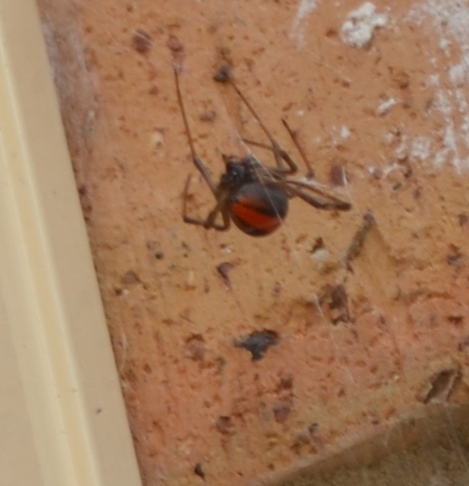 Super close-up blurry photo of redback spider showing the red strip on the back of its abdomen.