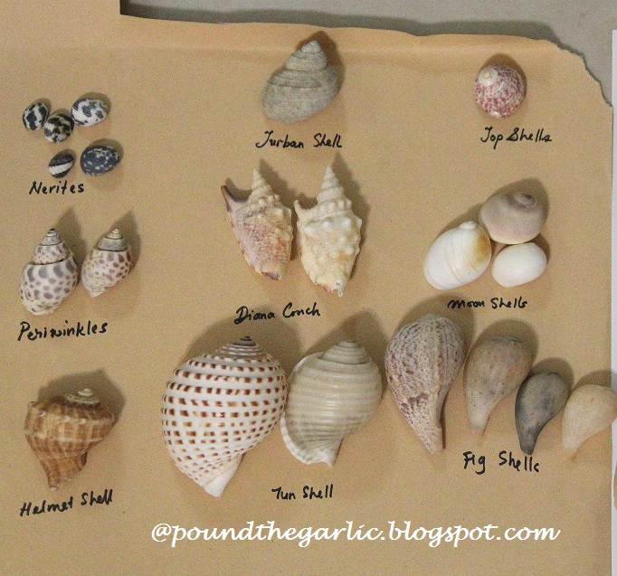 Growing with Guidance In search of a Sand Dollar, Identifying