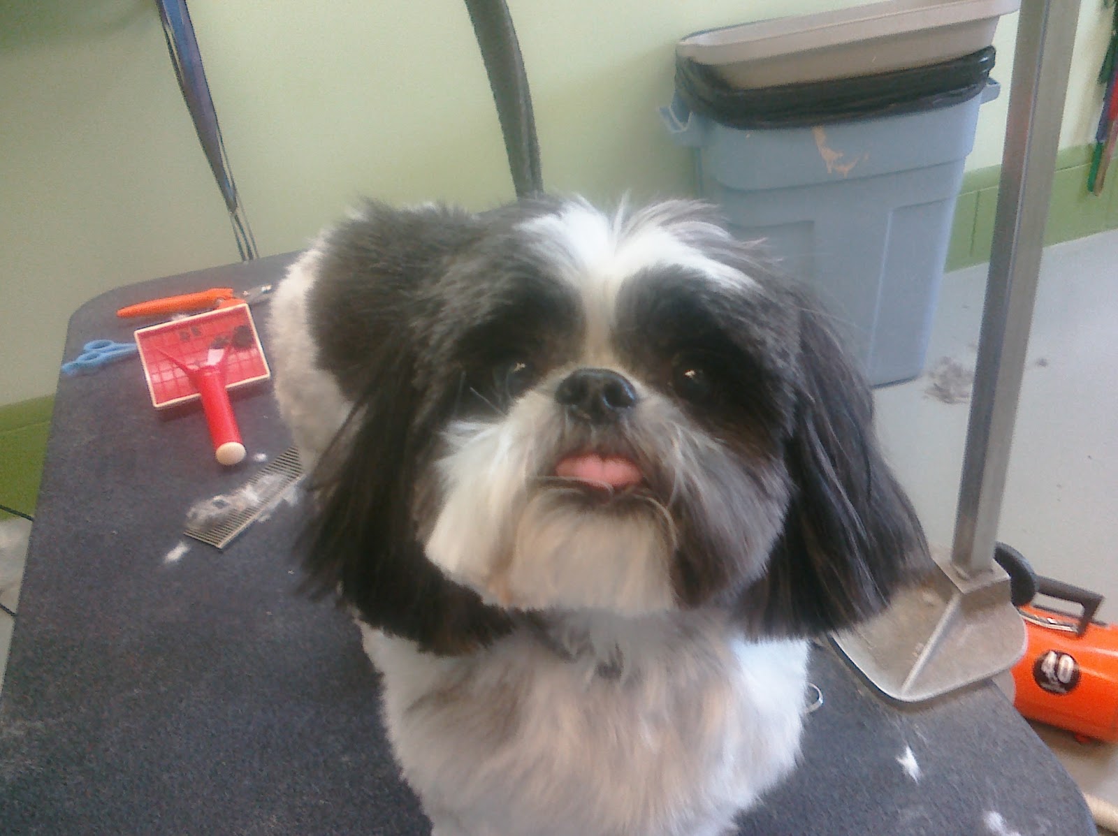 shih tzu and labrador mix shih tzu and black lab mix breeds picture shih tzu and labrador mix shih tzu and black lab mix breeds picture