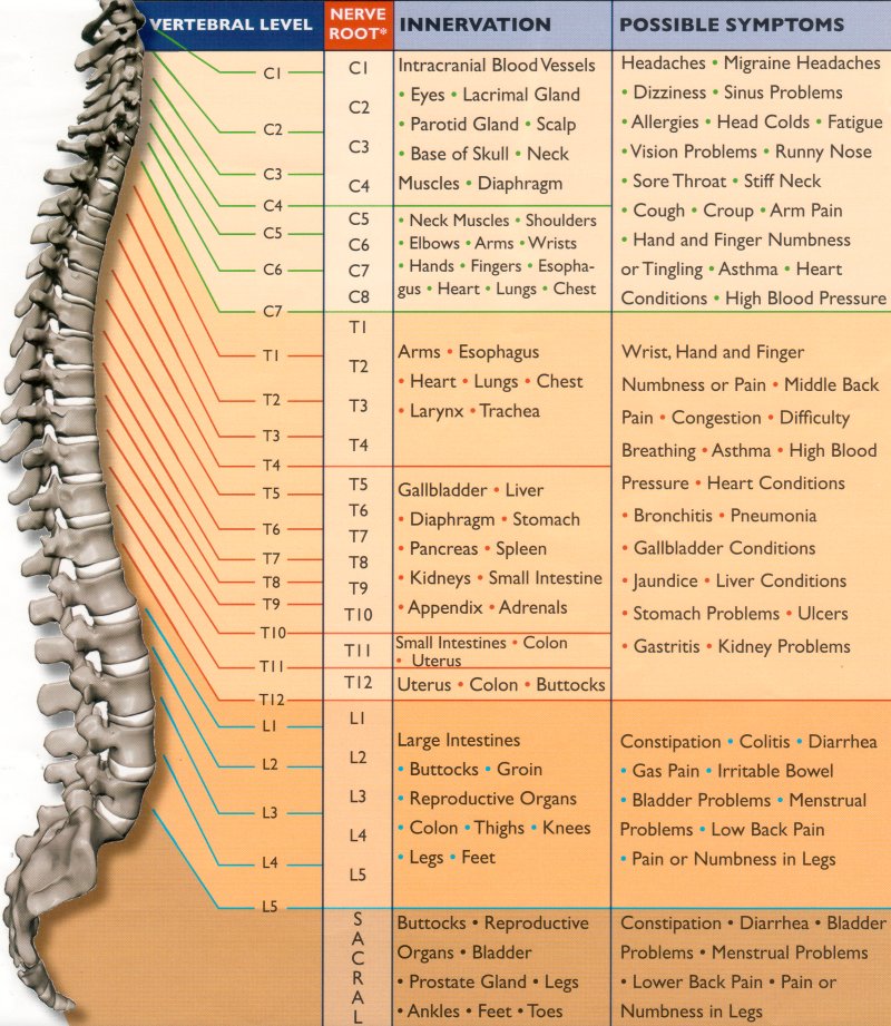 Human Anatomy and Physiology: Spinal Nerve Function