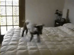 Funny animal gifs - part 103 (10 gifs), silly animals, baby goat jumping on bed
