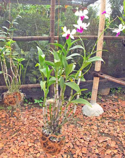 TUNE : Tune's Kokedama and String Garden