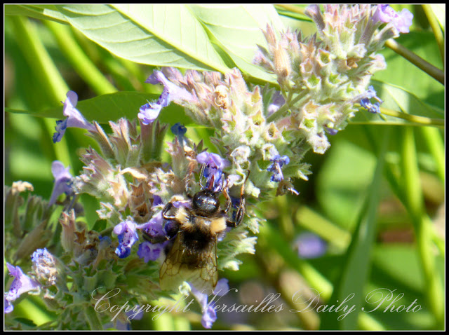 Abeille bee Versailles Domaine Madame Elisabeth