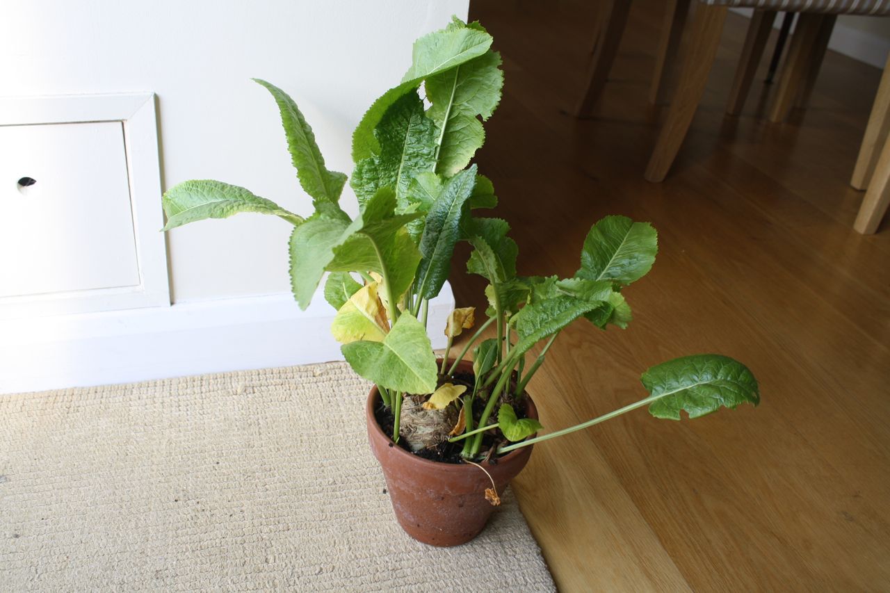 Shadows & Light Horseradish Salad