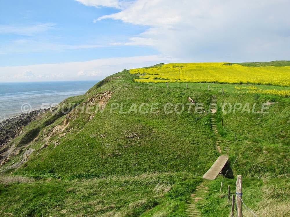 Le Blog De Sept Lieues Colza