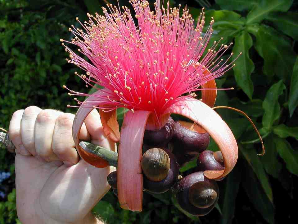 Trees Pseudobombax ellipticum Shaving Brush Tree
