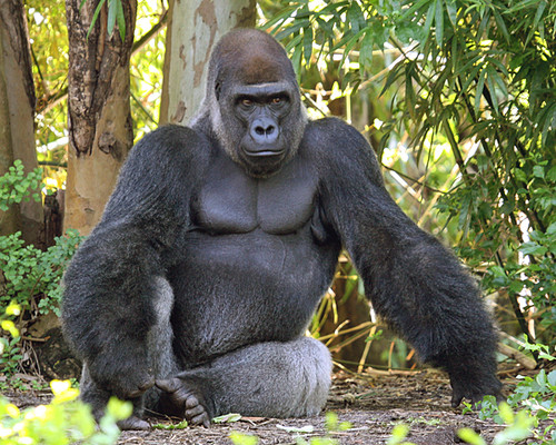 relatos zoofilia mujeres con gorilas