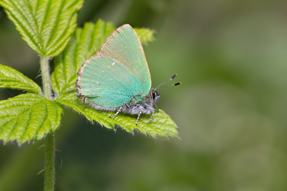 Matt Cole Macro Photography Butterflies and Bluebells Ryton Woods