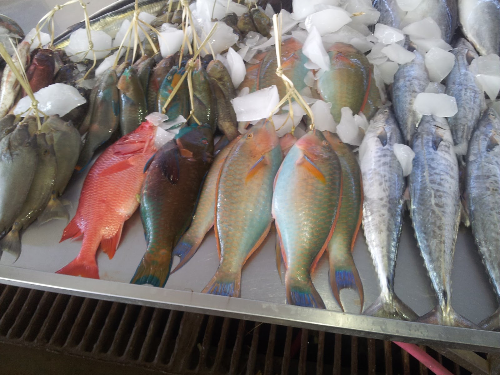 Butterfly in the oasis in the desert June 2013