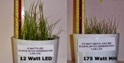 aquaplantarium: Spektrum Cahaya yang Dibutuhkan untuk Fotosintesis