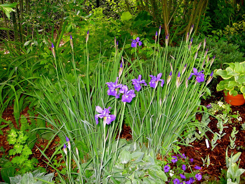 fertilizing-iris.jpg