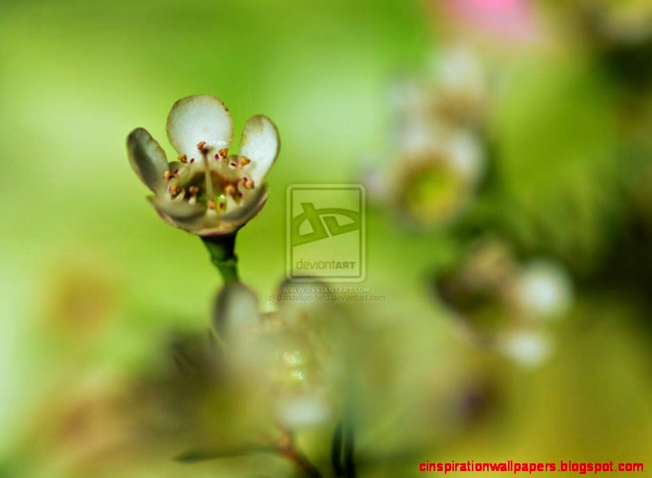 A New Beginning by dandelion field on DeviantArt A New Beginning by dandelion field on DeviantArt