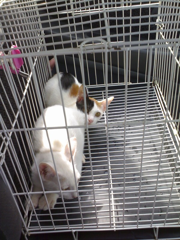 Melaka female cats spayed (Catherina Tay's) AnimalCare