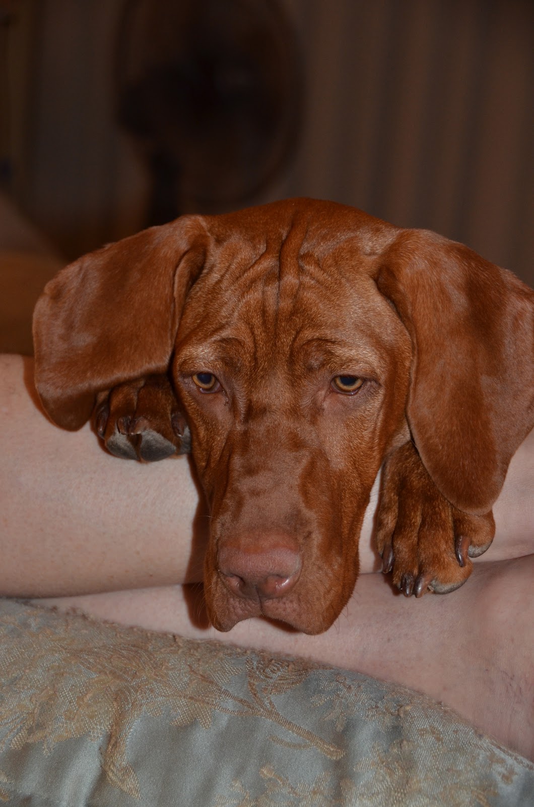Natasha Rose Can D'Ijuma Vizsla the velcro dog