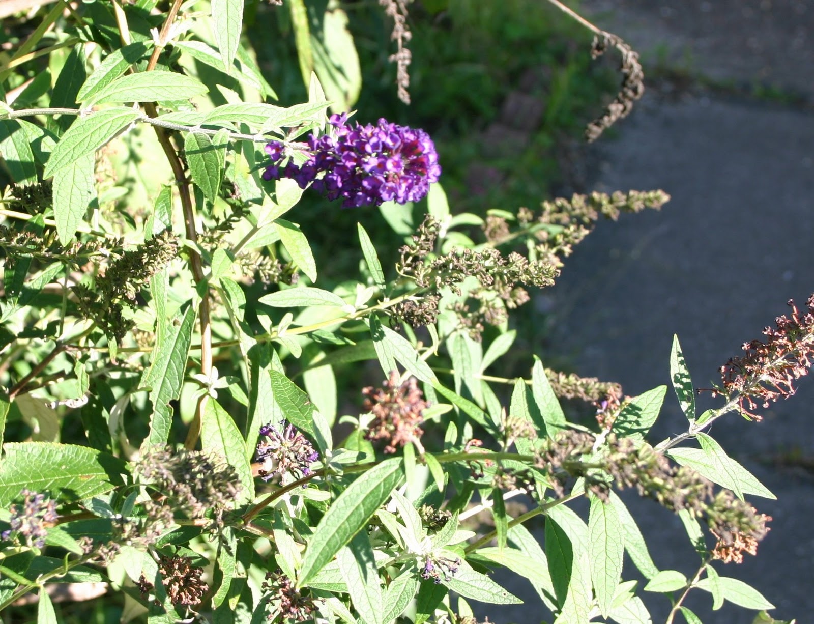 My Temple of Nature Last Gasp of Summer