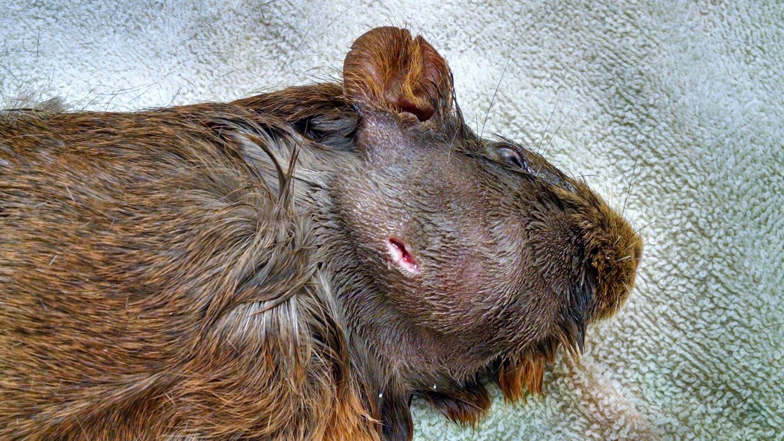 A Vet's Guide To Life Gooey Guinea Pig Abscess