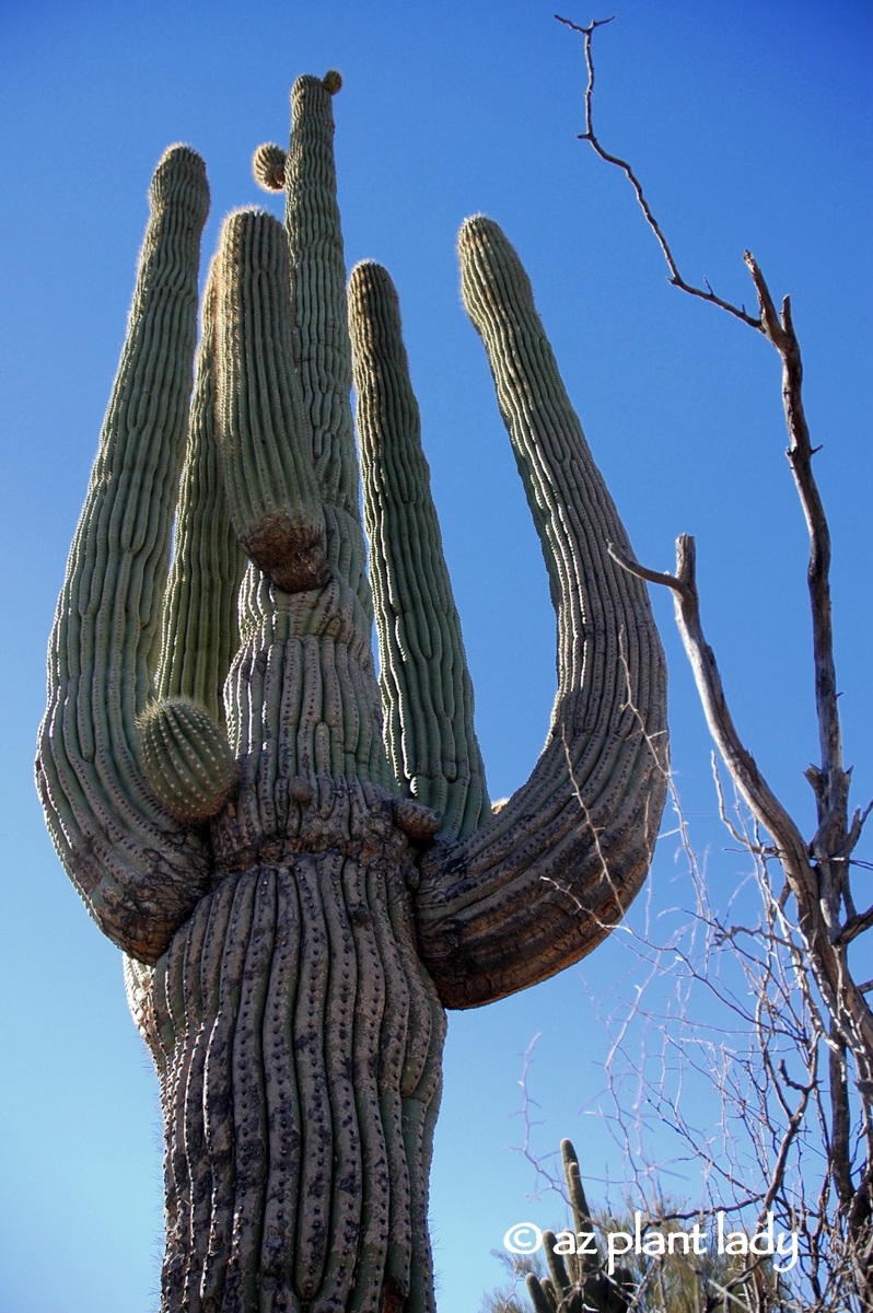 Two Iconic Sonoran Desert Plants Saguaro Cactus and Ocotillo