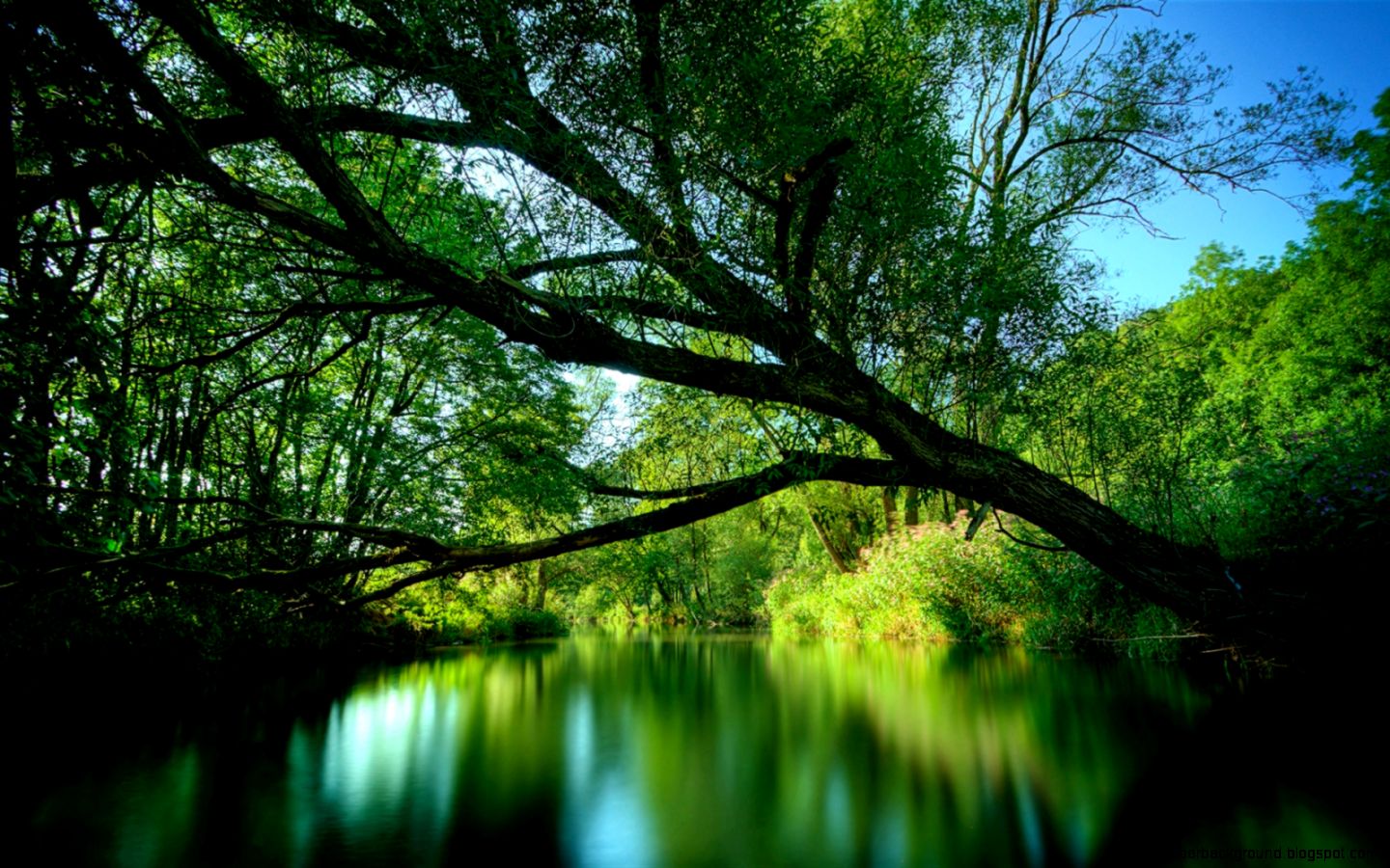 Nature Wallpapers for your PC Webmaster Forum Nature Wallpapers for your PC Webmaster Forum