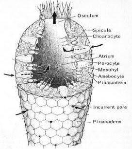 Porifera (esponja de mar) | Universo Animal