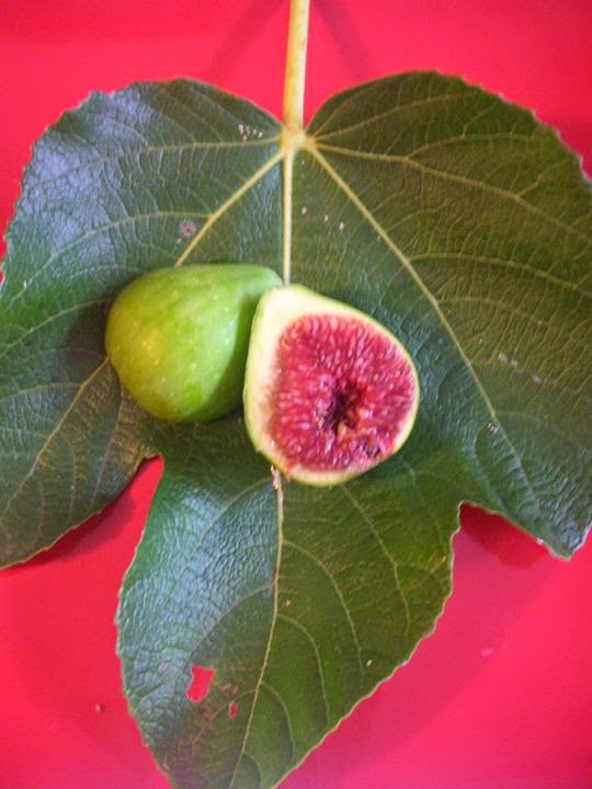 Figs Photo Collection Around the World Figs GREEN ISCHIA