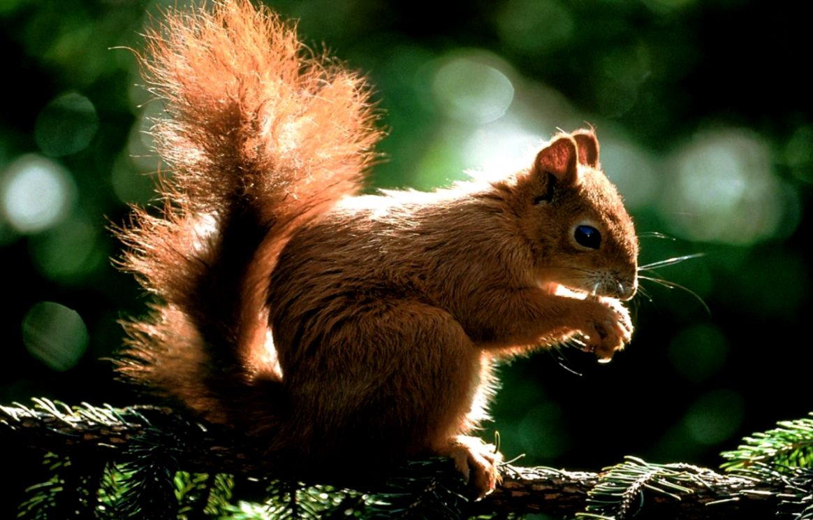 Animals widescreen wallpapers Animals Wallpaper 2757925 Fanpop Animals widescreen wallpapers Animals Wallpaper 2757925 Fanpop