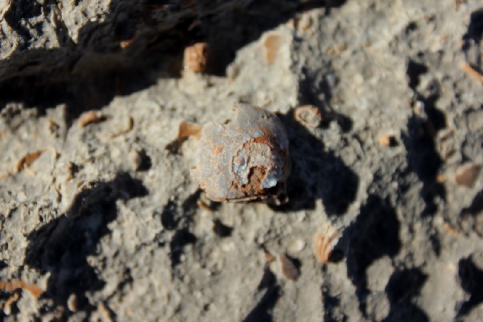 Guadalupe Mountains National Park Desert fossils in the winter The