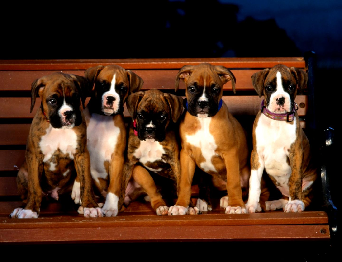 Cute Boxer Puppies Cute Boxer Puppies
