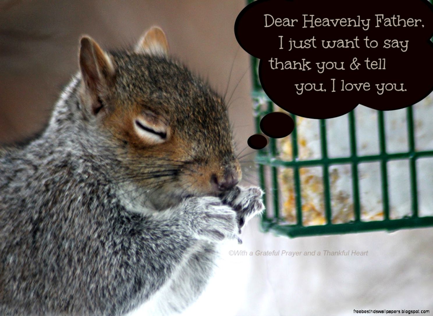 Praying Squirrel Praying Squirrel