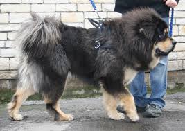 Anjing Tibetan Mastiff