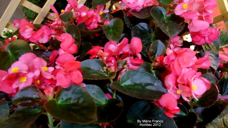 Begonia x benariensis BIG Meu Cantinho Verde