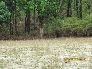 The grave of "CHARGER", the tiger that gave a boost to "Tiger tourism" in Bhandhavgar.