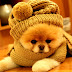 Many different Boo Army Adorable Dog Thought