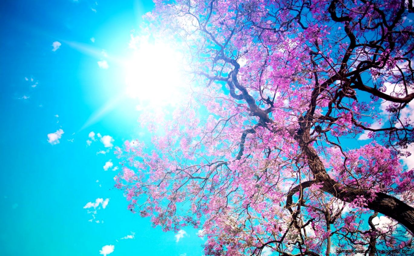 Cherry Blossom Desktop Wallpapers   Wallpaper Cave Cherry Blossom Desktop Wallpapers   Wallpaper Cave