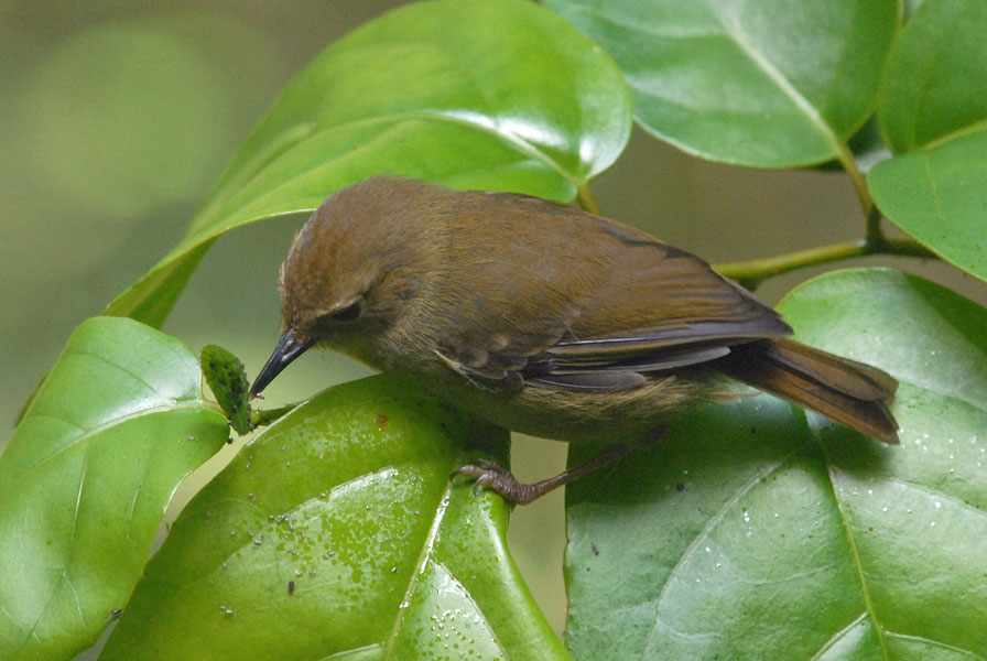 brown songbird brown songbird
