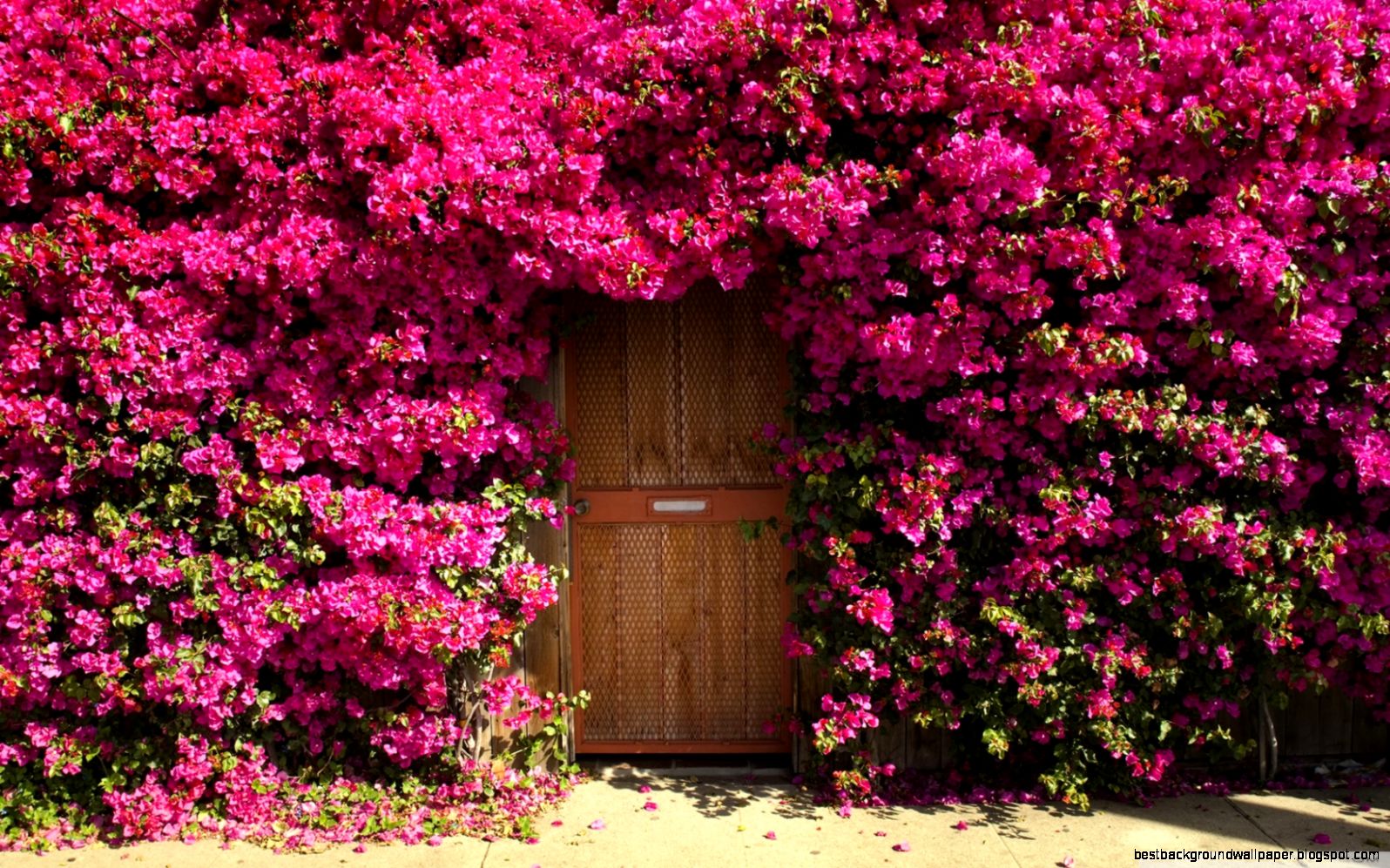 Fragrant Doorway