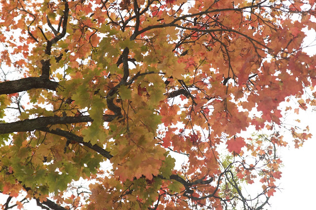 autumn, Stockholm,sweden,swedia,travel,autumn experience,musim gugur, djurgarden,autumn leaves