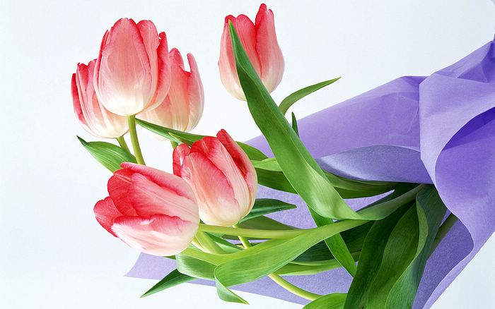 wallpapers for desktop flowers. Pink Tulip Flowers Wallpapers