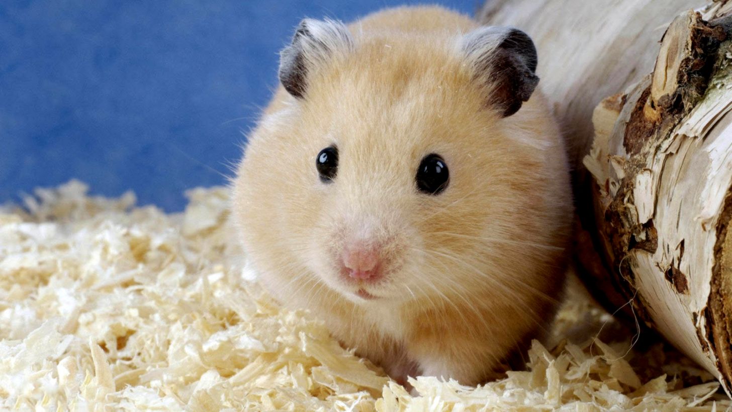 Cute Animal Hamster Wallpaper Background 12203 Wallpaper High