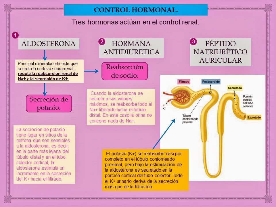 CONTROL HORMONAL RENAL. Blog de Fisiología Médica