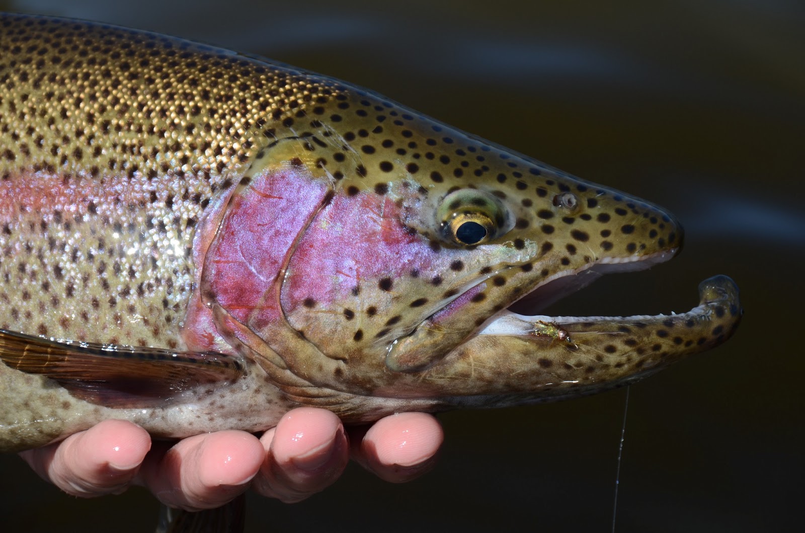 Deep Dish Callibaetis Fly Fish Food Fly Tying and Fly Fishing