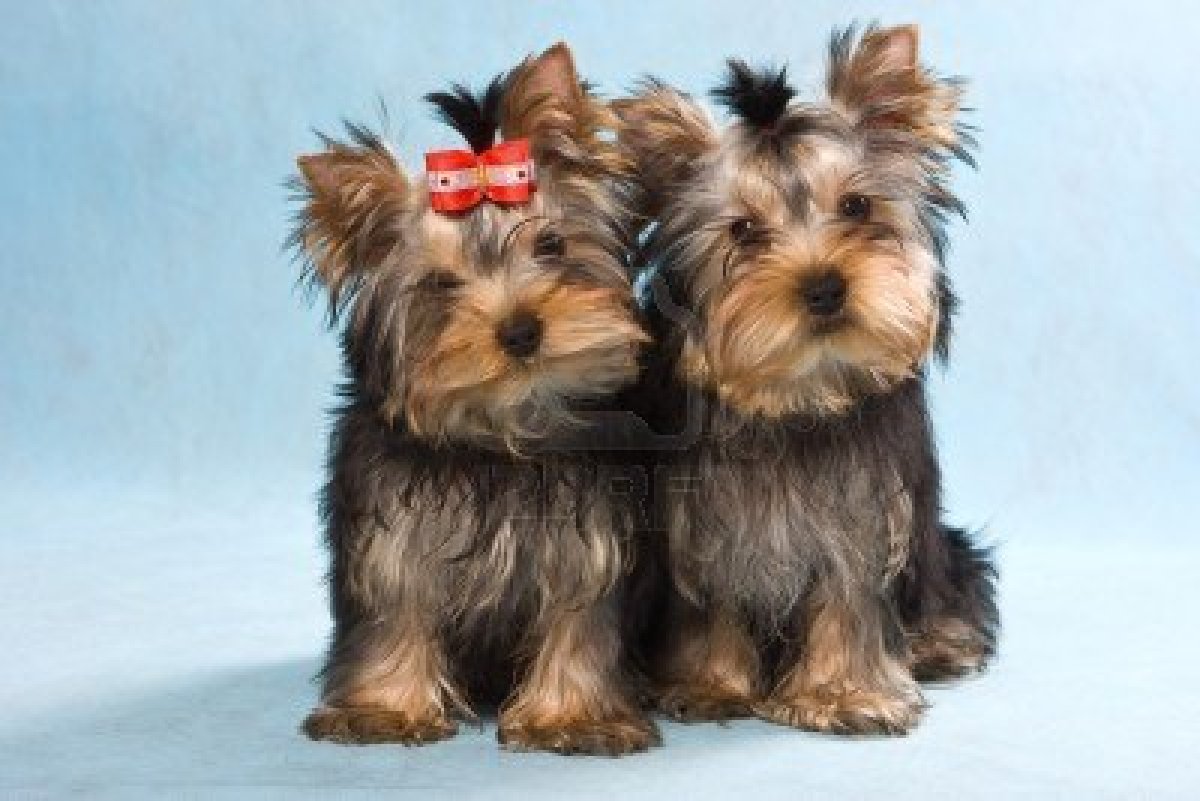 free yorkie puppy pin terrier free wallpapers hd images on free yorkie puppy pin terrier free wallpapers hd images on