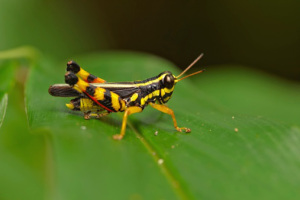 Fakta unik dan menarik tentang belalang