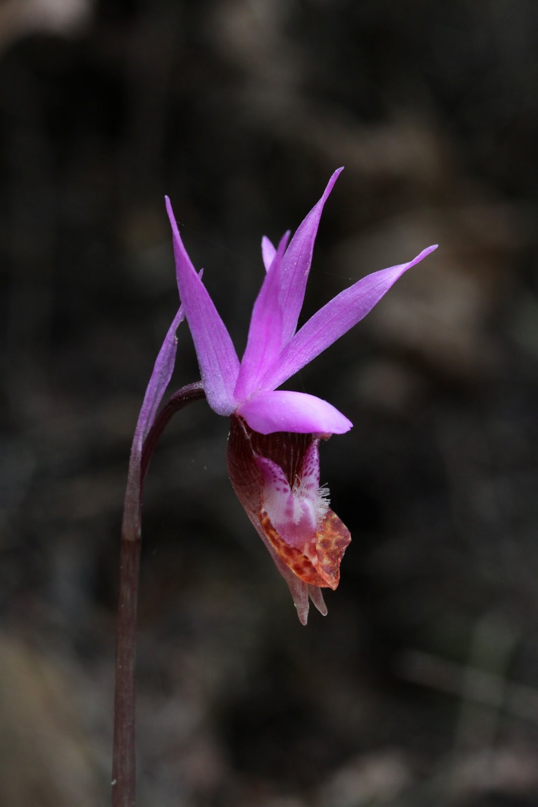 Native Orchids of the Pacific Northwest and the Canadian Rockies Third