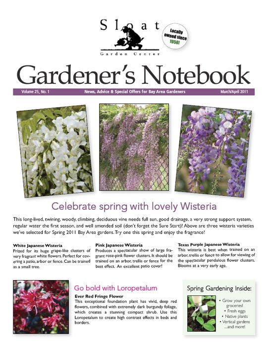 Barbados Flora Fauna Texas Sage