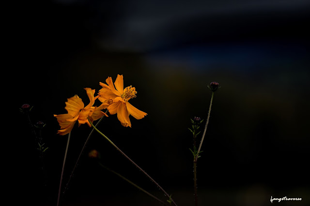 Nature, flore de France, Haute-Savoie