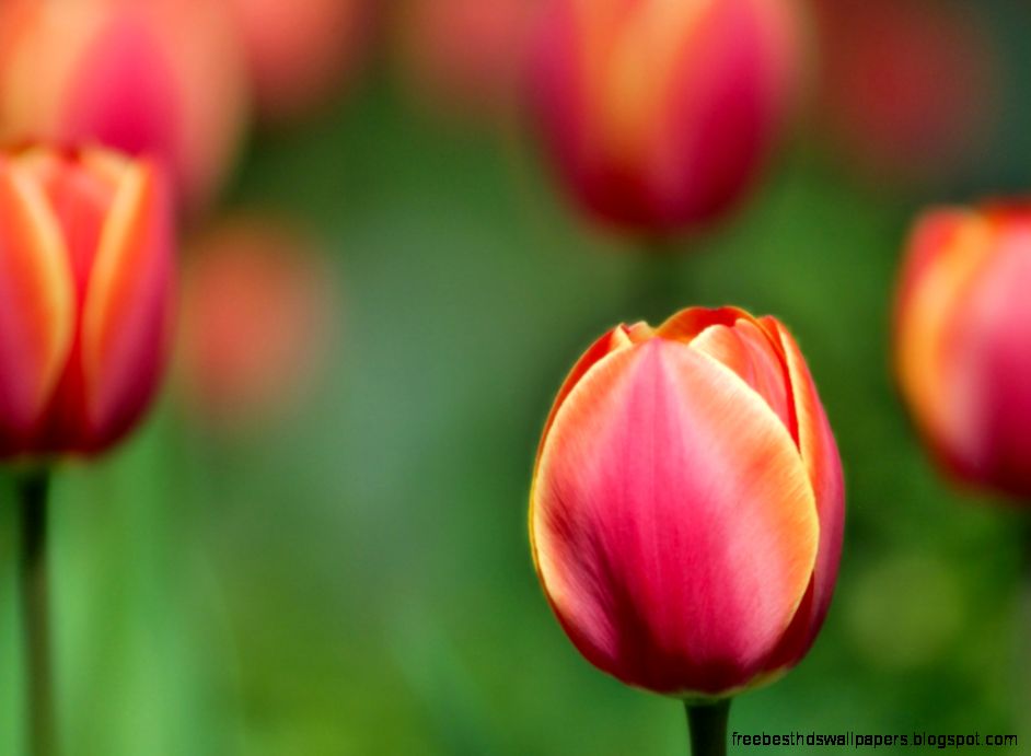 Free Screensavers Download Free Screensavers Download