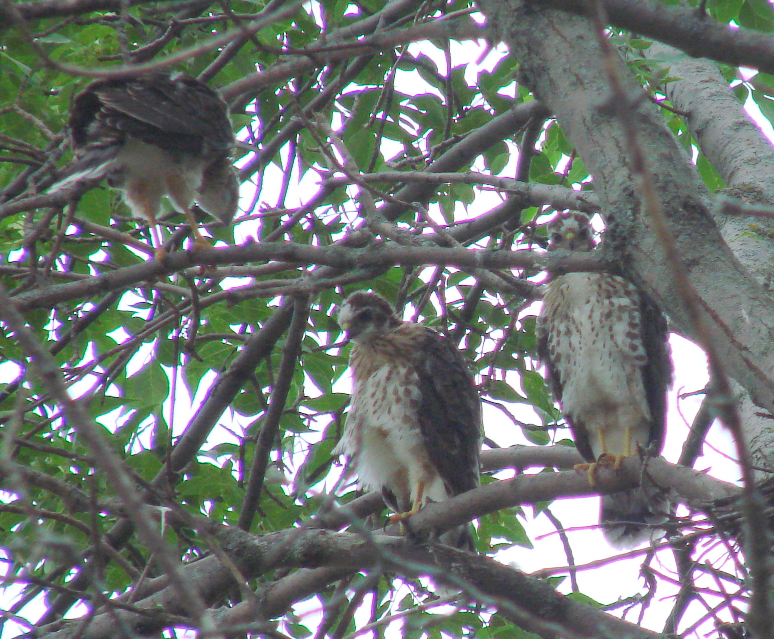 Carrington, North Dakota Falcons/Hawks Are Growing Up