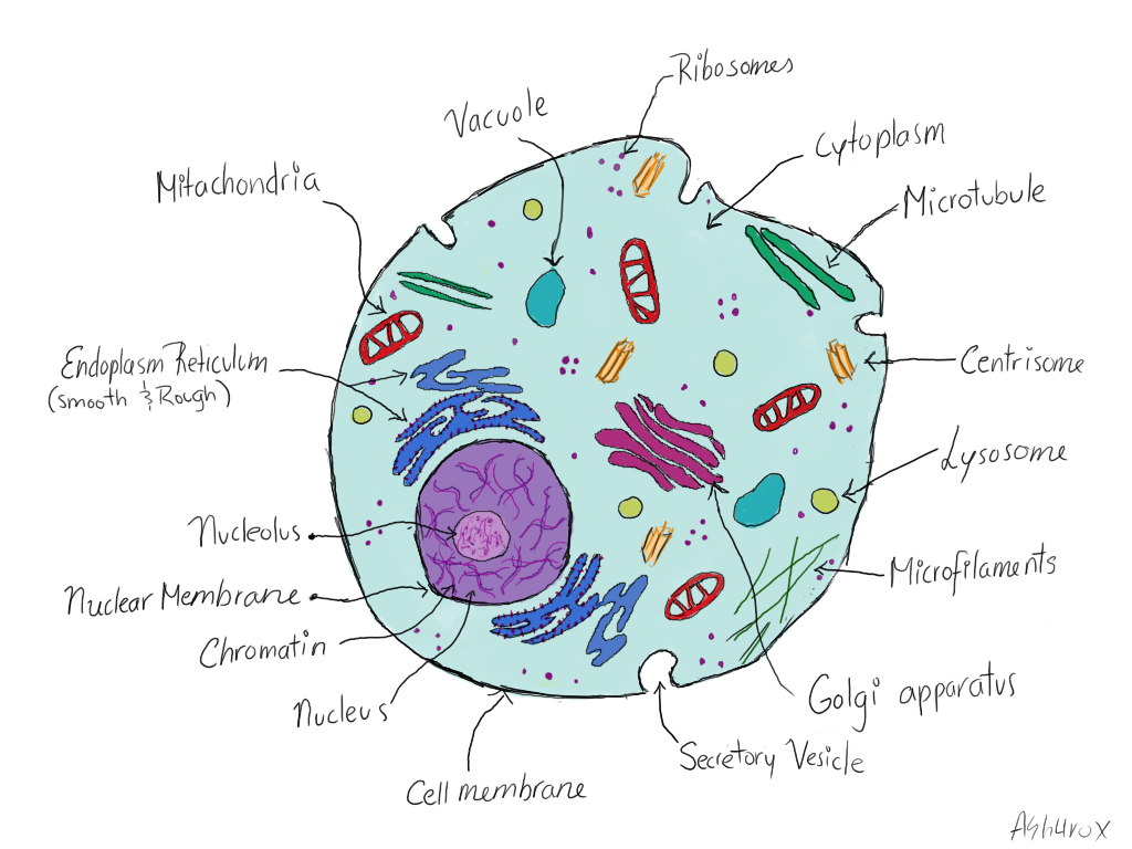 Biology: Animal Cell Structure