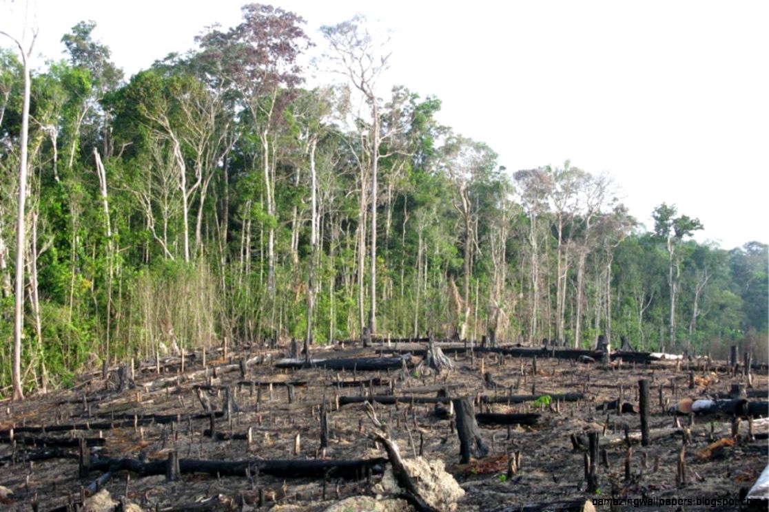 Global trade is key driver of deforestation Geographical Global trade is key driver of deforestation Geographical