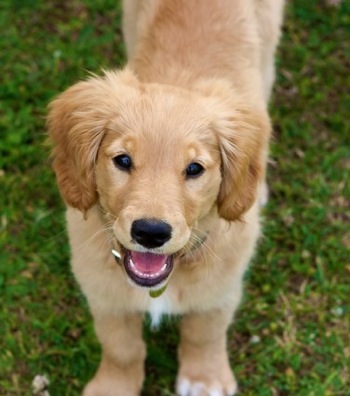 miniature golden retriever